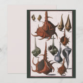 Schelp, Vintage Zeeschelpen, Oceaan Marien Leven (Voorkant / Achterkant)