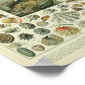 schelpdierentuin van weekdieren poster (Hoek)