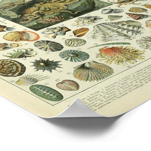 schelpdierentuin van weekdieren poster (Hoek)