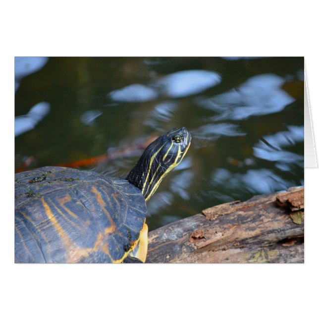 schelpdierschildpad uit de schelp (Voorkant Horizontaal)