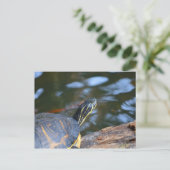 schelpdierschildpad uit de schelp briefkaart (Staand voorkant)