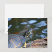 schelpdierschildpad uit de schelp briefkaart (Voorkant / Achterkant)