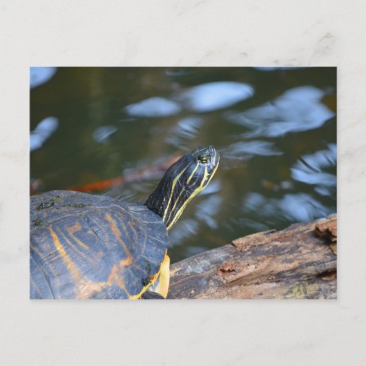 schelpdierschildpad uit de schelp briefkaart (Voorkant)
