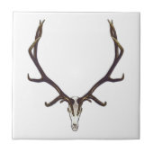 Schelpelkleur Tegeltje (Voorkant)