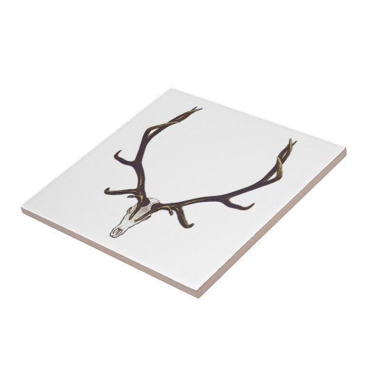 Schelpelkleur Tegeltje (Zijkant)