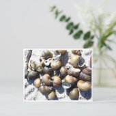 Schelpels voor vers water briefkaart (Staand voorkant)