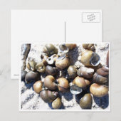 Schelpels voor vers water briefkaart (Voorkant / Achterkant)