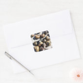 Schelpels voor vers water vierkante sticker (Envelop)