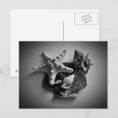 Schelpen in zwart-wit briefkaart (Voorkant / Achterkant)