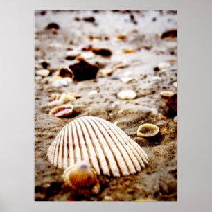 Schelpen op het strand.. Afdruk Poster