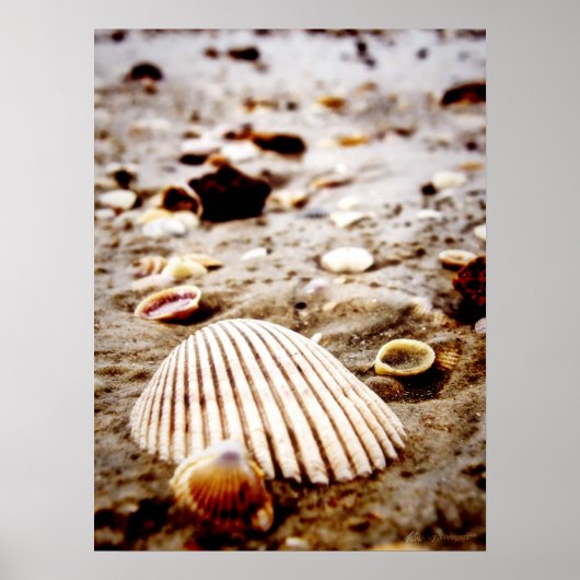 Schelpen op het strand.. Afdruk Poster (Voorkant)