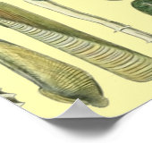 Schelpen Schelp Weekdier Mossel Elegante Klassieke Poster (Hoek)
