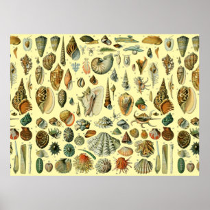 Schelpen Schelp Weekdier Mossel Elegante Klassieke Poster