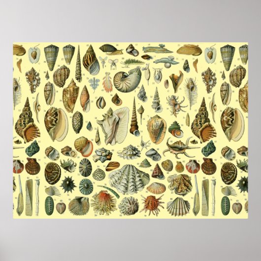 Schelpen Schelp Weekdier Mossel Elegante Klassieke Poster (Voorkant)