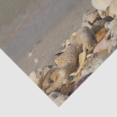 schelpen, strand, water, zand, zee, zee, foto, tissuepapier (Detail)