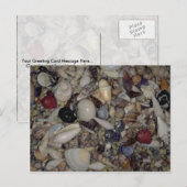 Schelpen van de Caraïbische en Pacifische Shell Briefkaart (Voorkant / Achterkant)