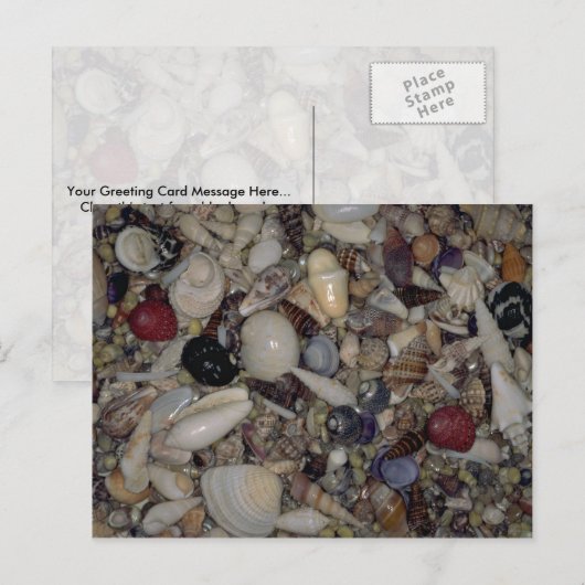 Schelpen van de Caraïbische en Pacifische Shell Briefkaart (Voorkant / Achterkant)