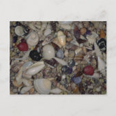 Schelpen van de Caraïbische en Pacifische Shell Briefkaart (Voorkant)