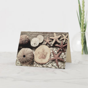 Schelpen van Sanibel & Captiva Kaart