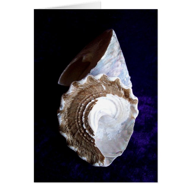 Schelpenkaart (Voorkant)