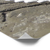 Schelpenkunst op het strand poster (Hoek)