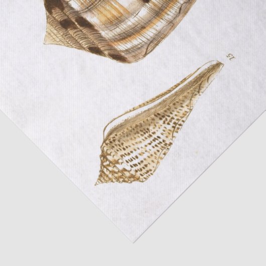  schelpenpapier tissuepapier (Detail)