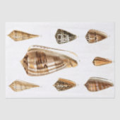  schelpenpapier tissuepapier (Voorkant)