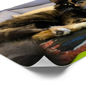 Schelpkat liggend poster (Hoek)