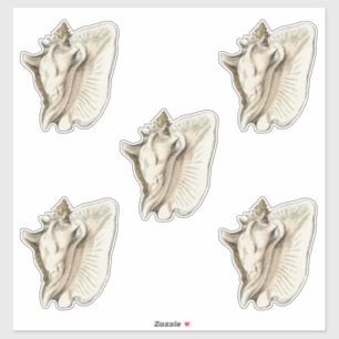  schelpset van 5 sticker