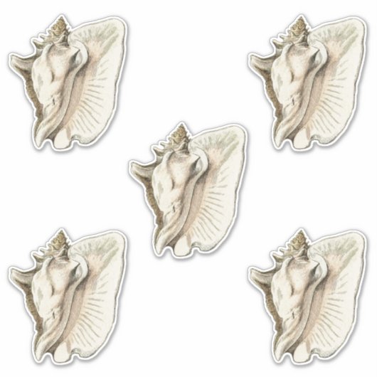  schelpset van 5 sticker (Voorkant)