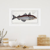 Schelvis (Gadus Aeglefinus) bord LXII uit Ichthy Poster (Keuken)