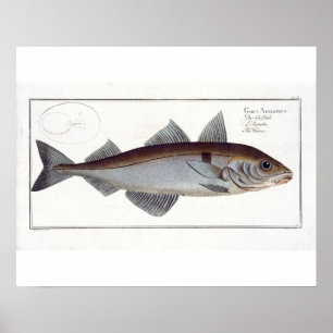 Schelvis (Gadus Aeglefinus) bord LXII uit Ichthy Poster