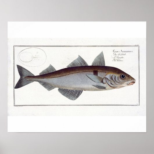 Schelvis (Gadus Aeglefinus) bord LXII uit Ichthy Poster (Voorkant)