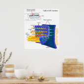 Schema bijvoegseleiwitten poster (Keuken)