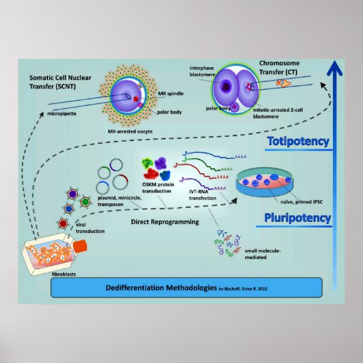 Schema van cellulaire differentiatiemethoden poster (Voorkant)