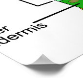 Schema van de anatomie van het leder op een Plant Poster (Hoek)