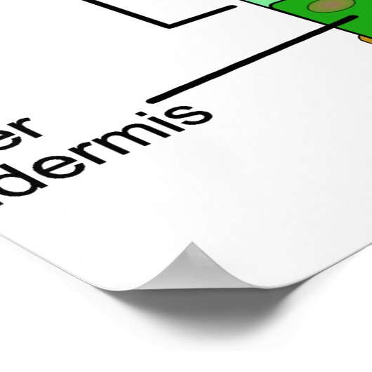 Schema van de anatomie van het leder op een Plant Poster (Hoek)