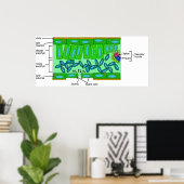 Schema van de anatomie van het leder op een Plant Poster (Thuiskantoor)