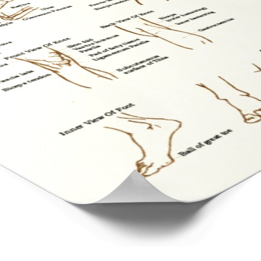 Schema van de anatomie van het menselijk oppervlak poster (Hoek)