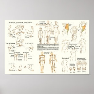 Schema van de anatomie van het menselijk oppervlak poster