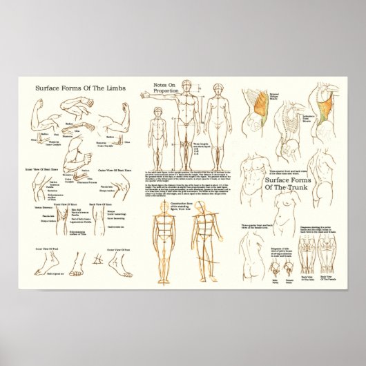 Schema van de anatomie van het menselijk oppervlak poster (Voorkant)