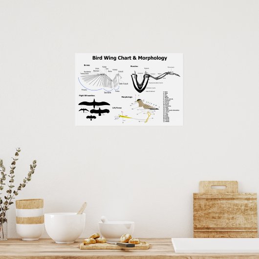 Schema van de anatomie van vogelvleugels poster (Keuken)