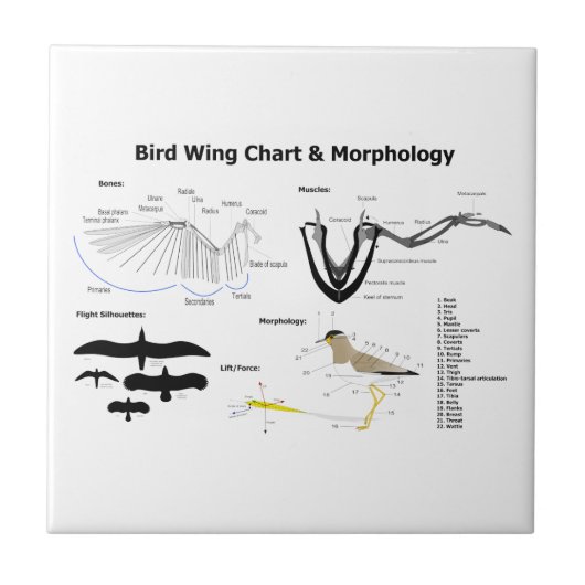 Schema van de anatomie van vogelvleugels tegeltje (Voorkant)