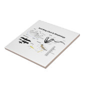 Schema van de anatomie van vogelvleugels tegeltje (Zijkant)