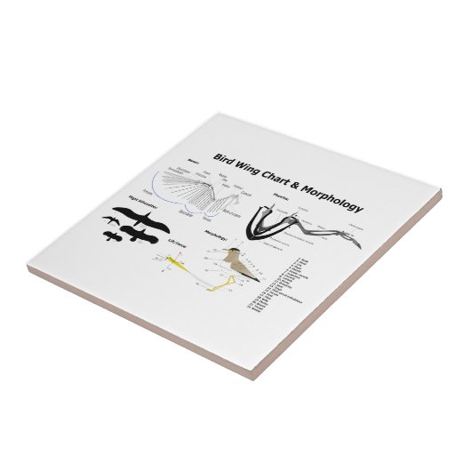 Schema van de anatomie van vogelvleugels tegeltje (Zijkant)