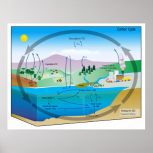 Schema van de biogeochemische koolstofcyclus poster