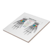 Schema van de botstructuur van het menselijk licha tegeltje (Zijkant)