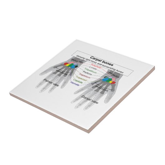 Schema van de botstructuur van het menselijk licha tegeltje (Zijkant)