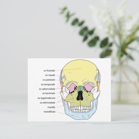 Schema van de botstructuur Voorzijde van de mensel Briefkaart (Staand voorkant)