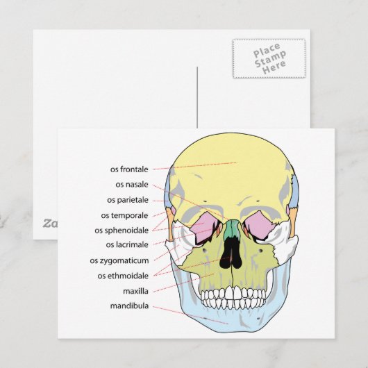 Schema van de botstructuur Voorzijde van de mensel Briefkaart (Voorkant / Achterkant)